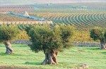 Vineyards Puglia